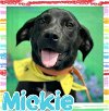 adoptable Dog in  named Mickey