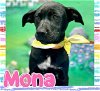adoptable Dog in  named Mona