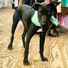 adoptable Dog in Semmes, AL named Mickey