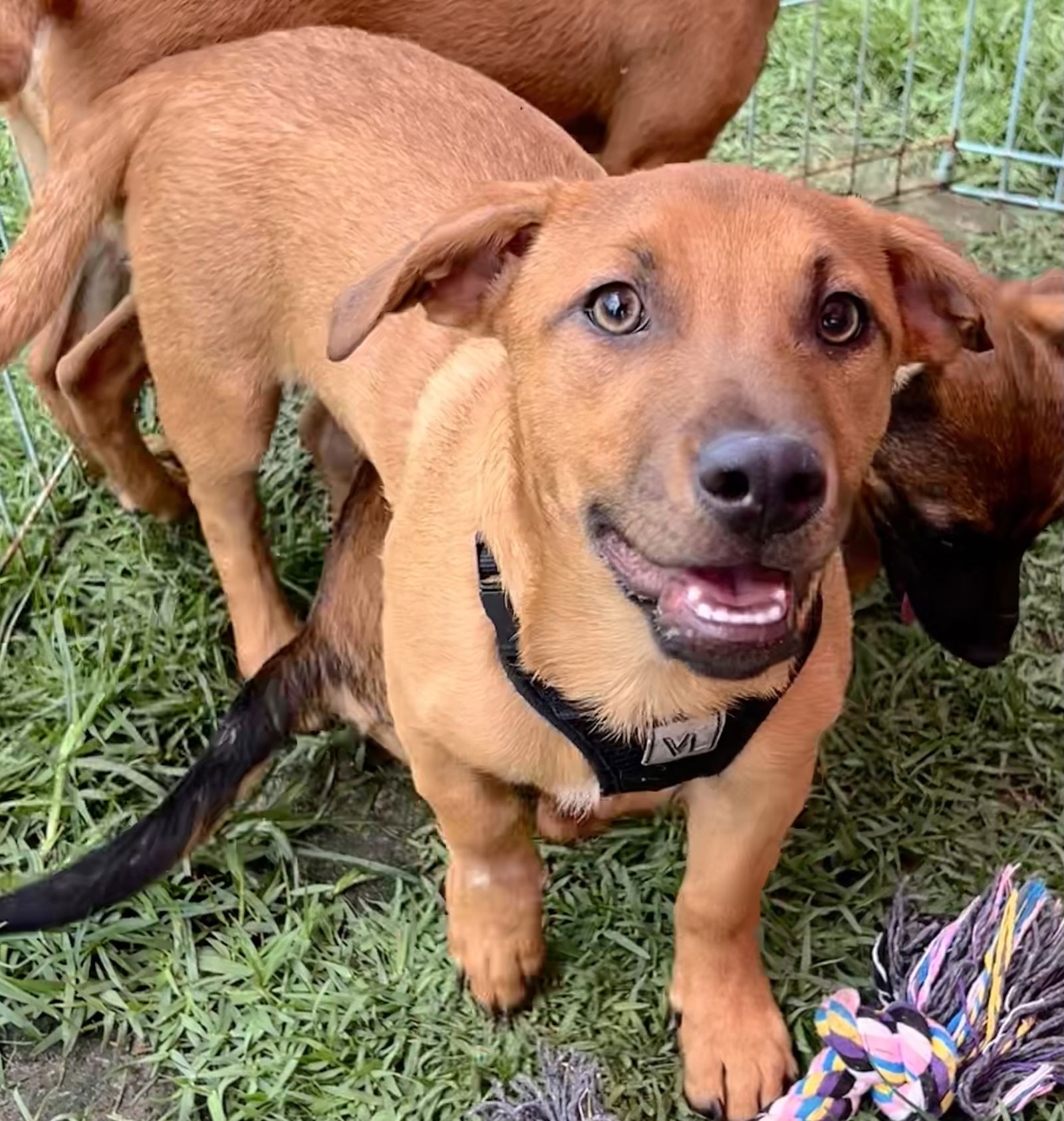 adoptable Dog in Semmes, AL named Blacky