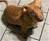 adoptable Dog in , AL named Red