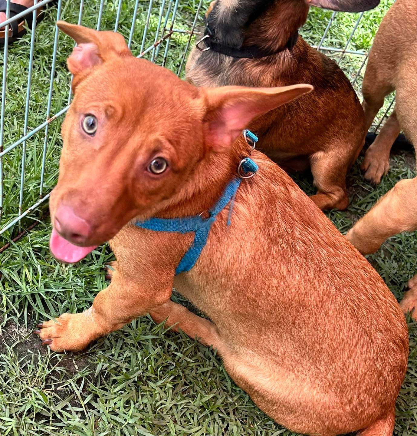 adoptable Dog in Semmes, AL named Red