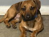 adoptable Dog in Semmes, AL named Bentley