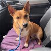 adoptable Dog in  named Prince