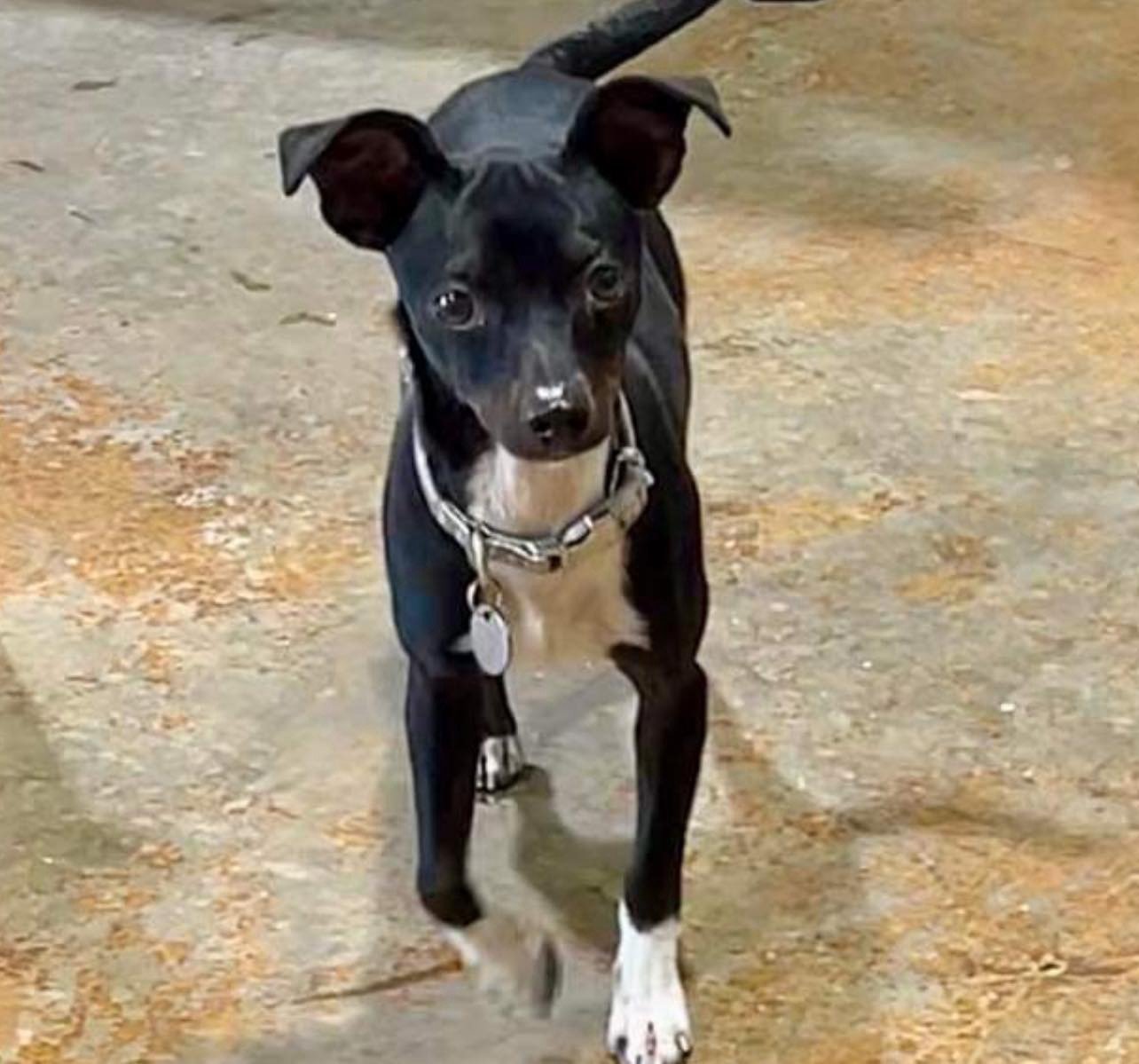 adoptable Dog in Semmes, AL named Pippa Grace