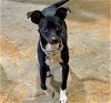 adoptable Dog in semmes, AL named Pippa Grace