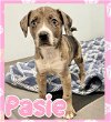 adoptable Dog in , AL named Pasie