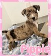 adoptable Dog in semmes, AL named Pippie