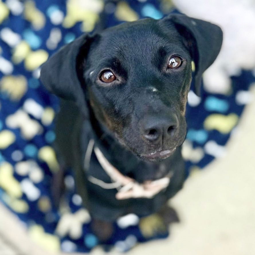 adoptable Dog in Semmes, AL named Coconut