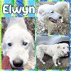 adoptable Dog in semmes, AL named Elwyn