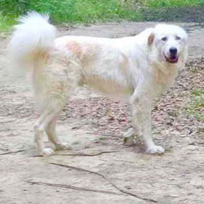 adoptable Dog in Semmes, AL named Elwyn