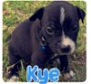 adoptable Dog in semmes, AL named Kye