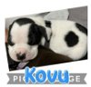 adoptable Dog in semmes, AL named Kovu