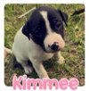 adoptable Dog in  named Kimmee