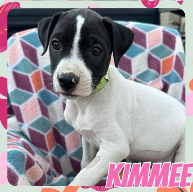 adoptable Dog in Semmes, AL named Kimmee