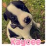 adoptable Dog in  named Kaycee
