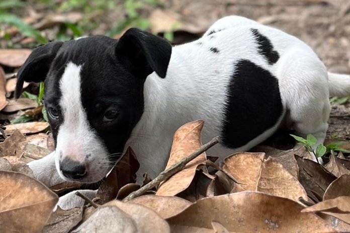 adoptable Dog in Semmes, AL named Kaycee