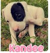 adoptable Dog in semmes, AL named Kandee