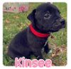 adoptable Dog in  named Kinsee