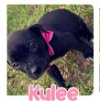 adoptable Dog in  named Kylee
