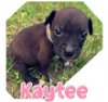 adoptable Dog in  named Kaytee