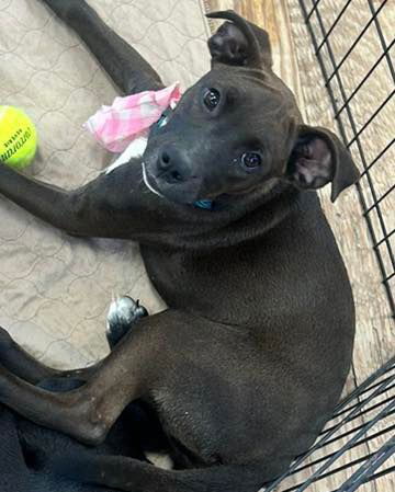 adoptable Dog in Semmes, AL named Kaytee