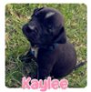 adoptable Dog in semmes, AL named Kaylee