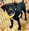 adoptable Dog in , AL named Kaylee