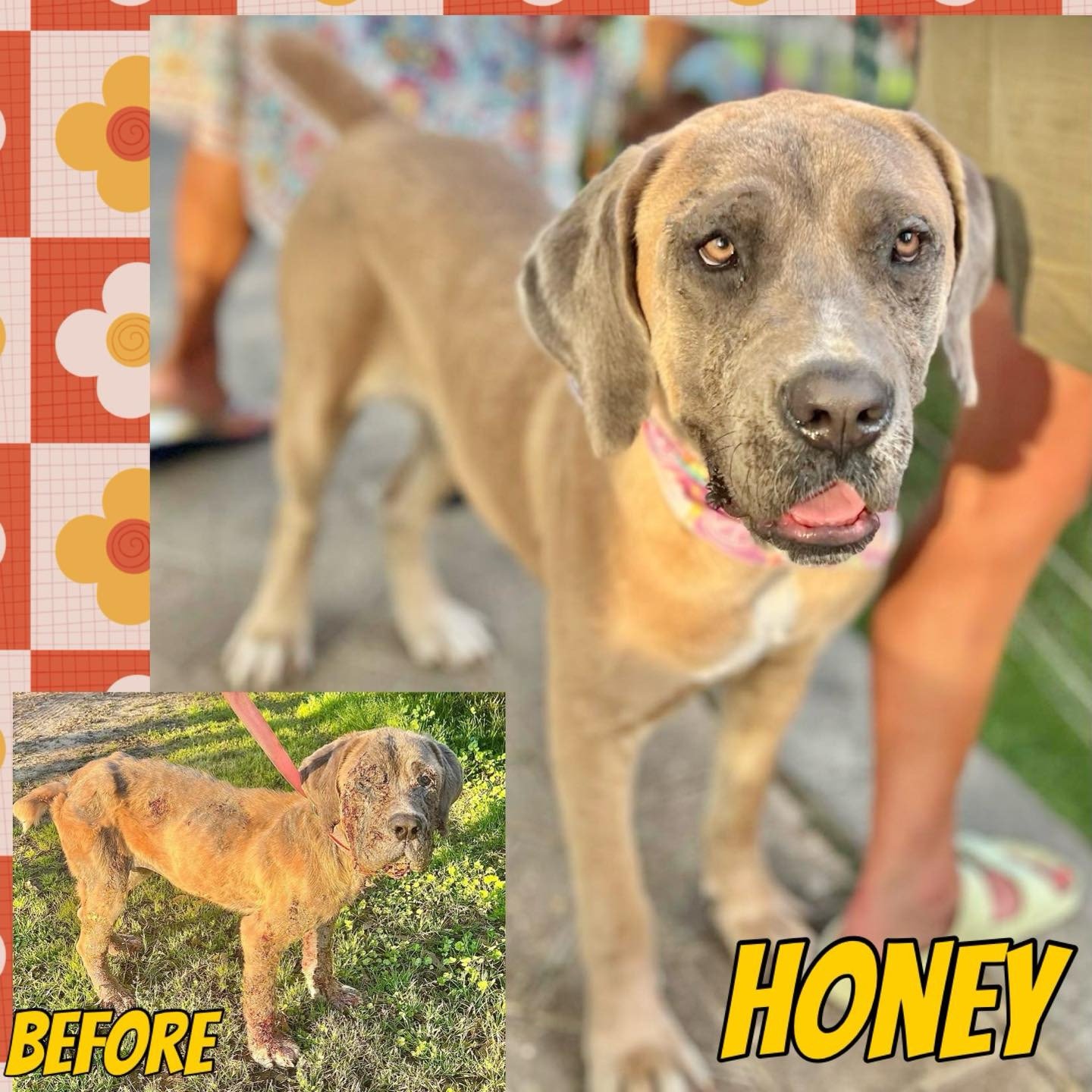 adoptable Dog in Semmes, AL named Honey