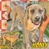 adoptable Dog in  named Honey
