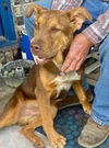 adoptable Dog in Semmes, AL named Jet