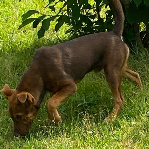 JET - Yellow Labrador Retriever / Shepherd available for adoption