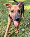 adoptable Dog in Semmes, AL named Coco