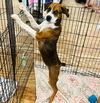 adoptable Dog in Semmes, AL named Bambi