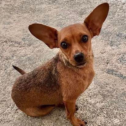 Dog for Adoption - Claire, a Chihuahua in Mobile County, AL | Alpha Paw