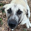 adoptable Dog in Semmes, AL named Riley