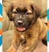 adoptable Dog in Semmes, AL named Zyp