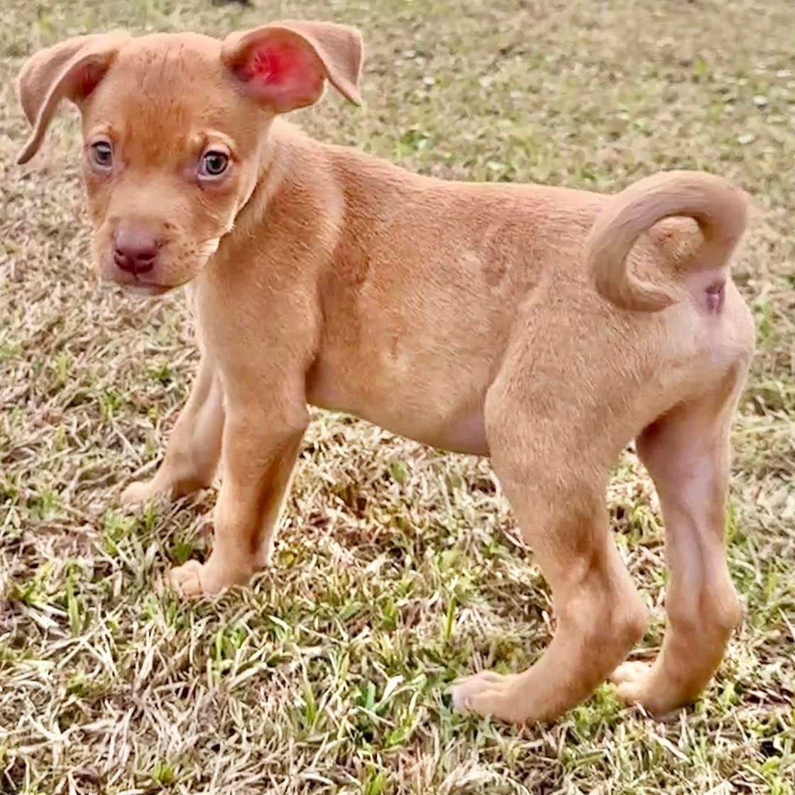 adoptable Dog in Semmes, AL named Pepe