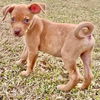 adoptable Dog in Semmes, AL named Pepe