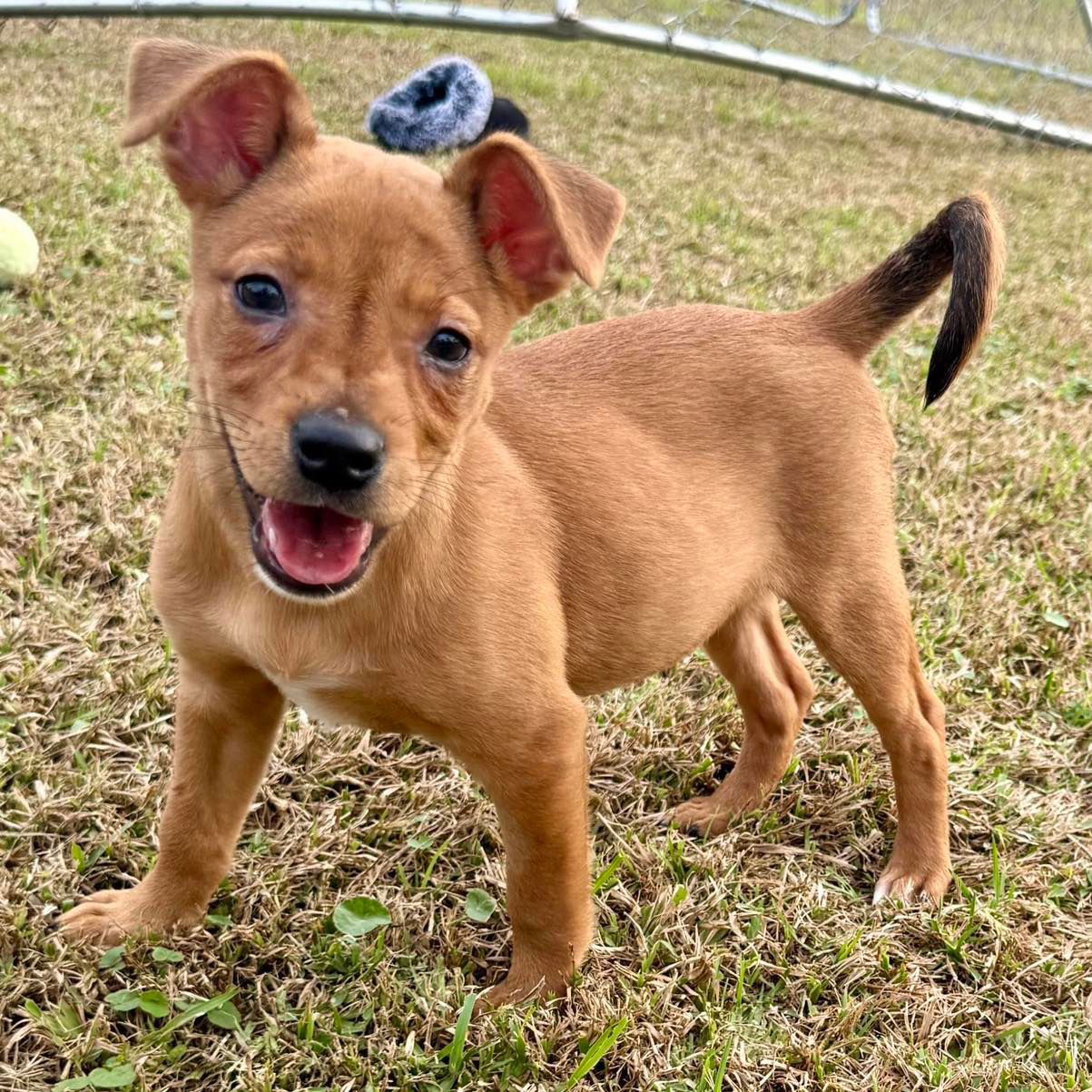 adoptable Dog in Semmes, AL named Penni