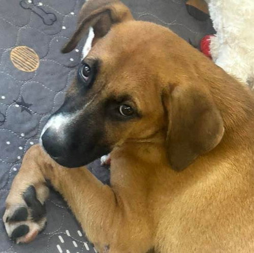 TUCKER - Labrador Retriever available for adoption