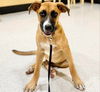 adoptable Dog in , AL named Tucker