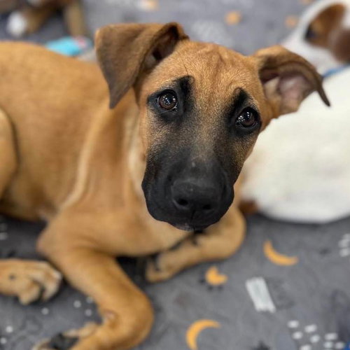 MISSY - Labrador Retriever available for adoption