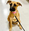 adoptable Dog in , AL named Missy