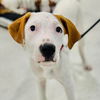 adoptable Dog in , AL named Ralphie