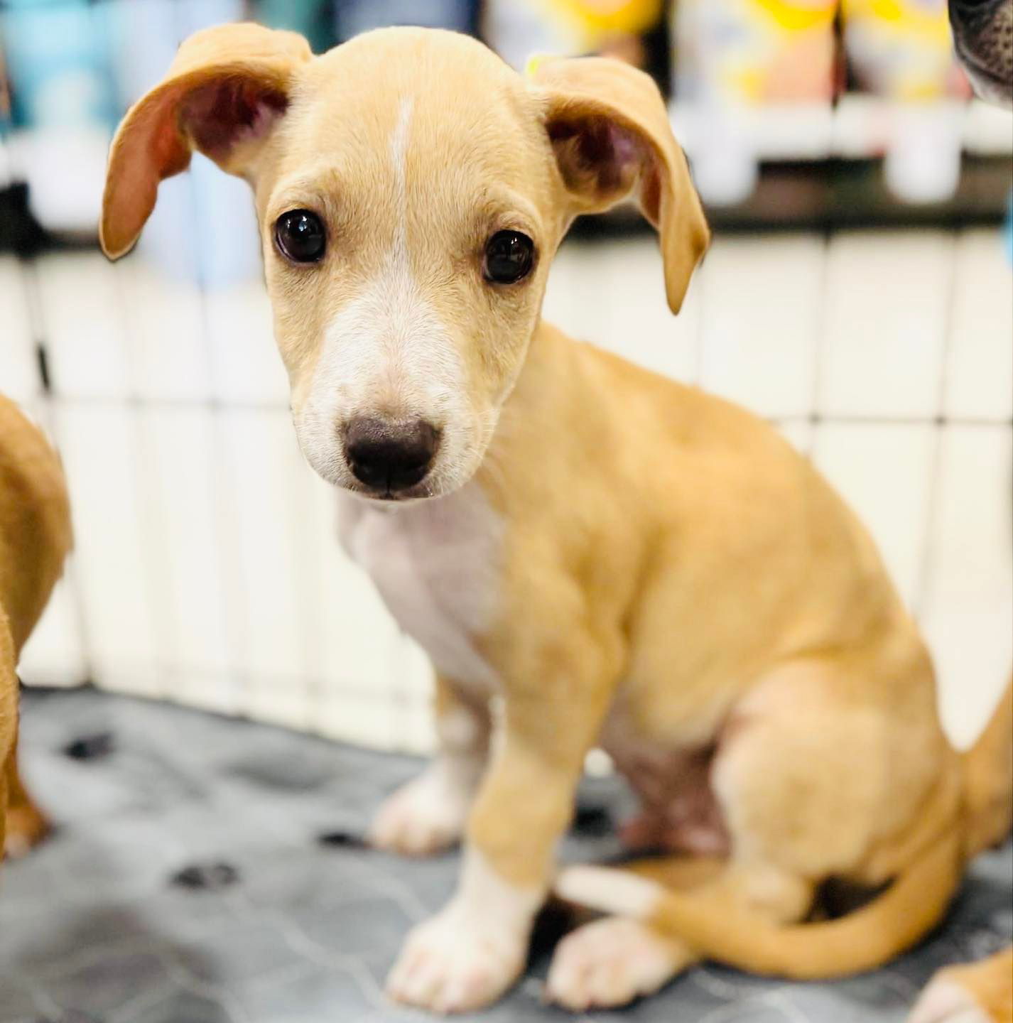 adoptable Dog in Semmes, AL named Huey