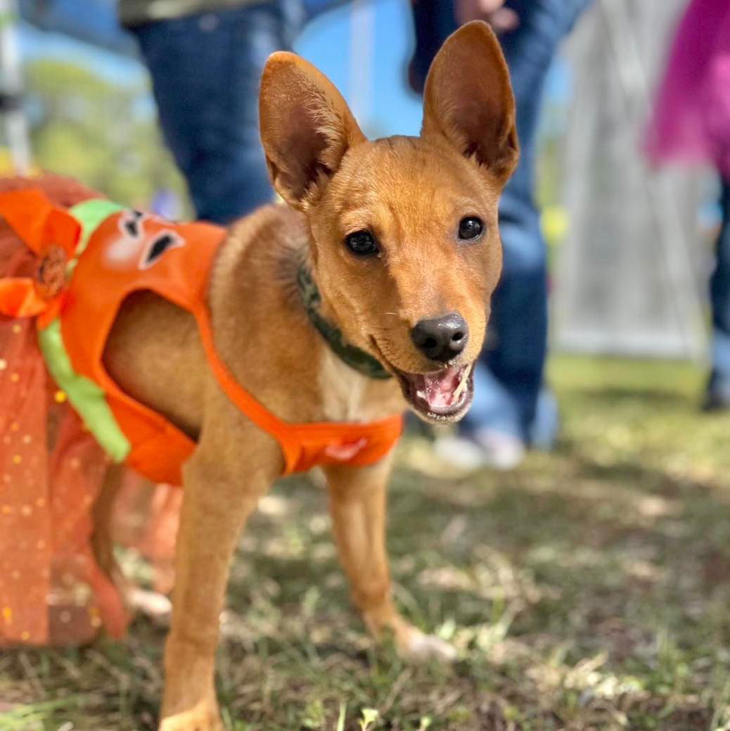 adoptable Dog in Semmes, AL named Monica