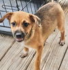 adoptable Dog in  named Rachel