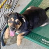 adoptable Dog in , AL named Sera