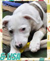 adoptable Dog in Semmes, AL named Lisa